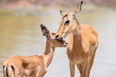 Impala doe onun yeni doğan kuzu tehlikeli ortamda okşamak