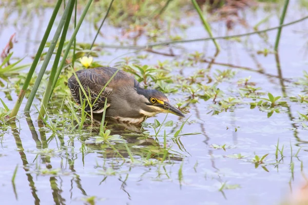 Green backed heron carefully hunting fish in shallow water — Stock Photo, Image