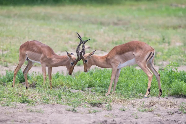 Két férfi impala harcolni a legjobb területén az állomány — Stock Fotó