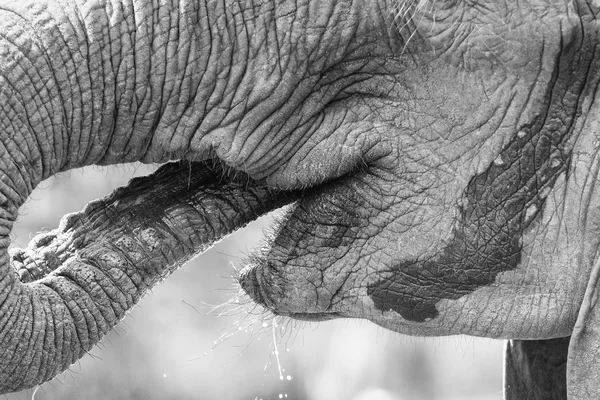 Close-up elephant mouth drinking water with trunk artistic conve — Stock Photo, Image