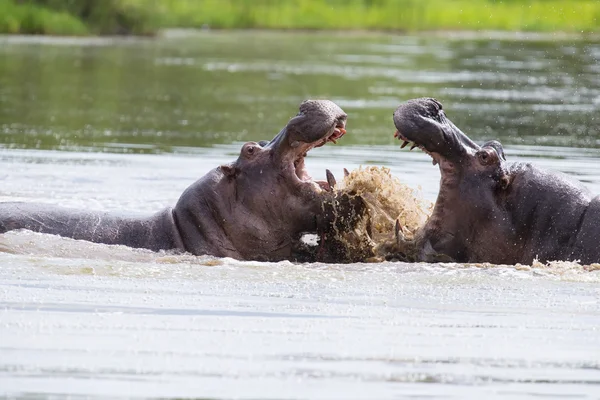 Dois enormes hipopótamos masculinos lutam na água para o melhor território — Fotografia de Stock