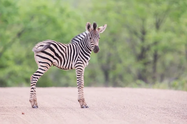 Piccolo puledro di zebra in piedi sulla strada da solo in cerca di sua madre — Foto Stock