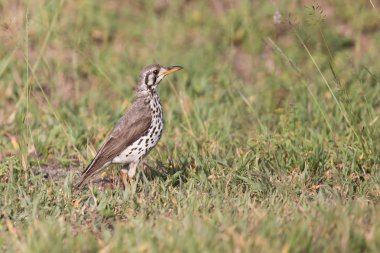 böcekler için zemin kazıyıcı pamukçuk avcılık kısa çim