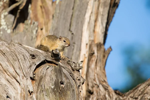 Eichhörnchen sitzen in alten toten Baum, um die Morgensonne zu genießen — Stockfoto