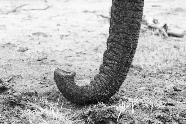 Muddy elephant trunk close-up artistic black and white conversio — Stock Photo, Image