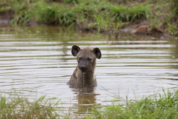 Osamělý hyena plavat v malém bazénku vychladnout na horký den — Stock fotografie