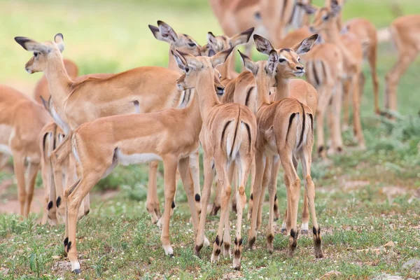 Impala doe χαϊδεύουν το νεογέννητο αρνί σε επικίνδυνο περιβάλλον — Φωτογραφία Αρχείου