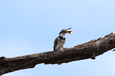 Alaca yalıçapkını balık dalda vurarak öldürüyor