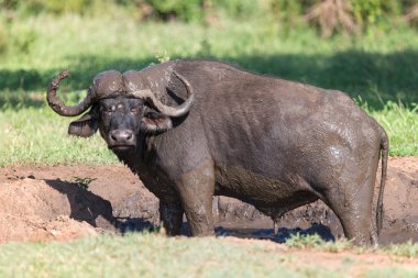Cape buffalo çamur çamur soğumasını oyunda böcekleri korumak