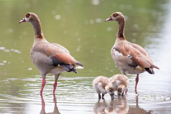 Egyptian goose family go for a swim on their own in dangerous wa — Stock Photo, Image