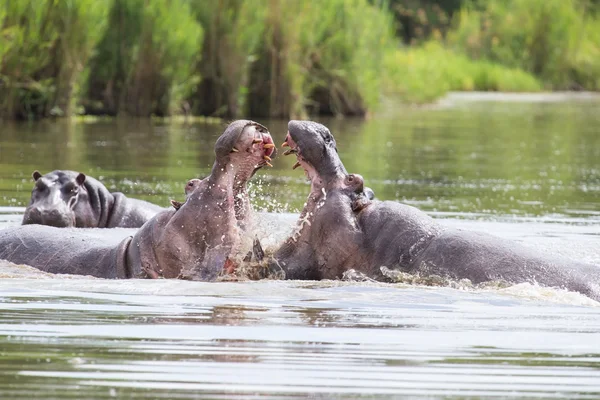 Two huge male hippos fight in water for best territory — Stock Photo, Image