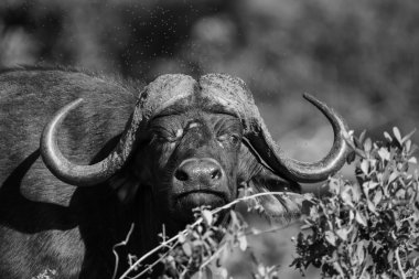 Cape buffalo çamur çamur soğumasını oyunda böcekleri korumak