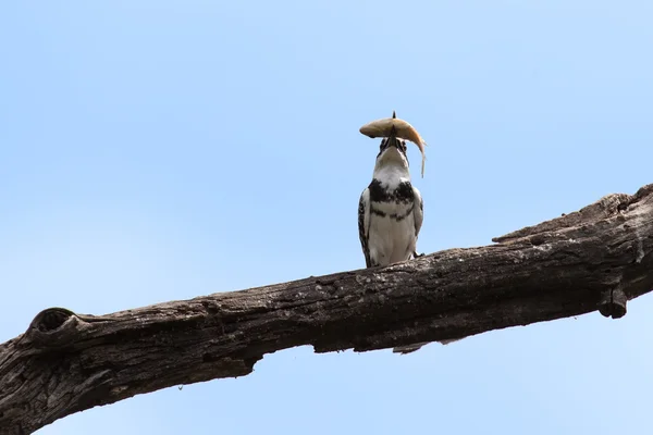 Pied Kingfisher matar a un pez golpeándolo en la rama —  Fotos de Stock