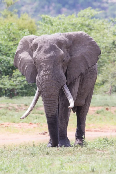 Huge elephant bull walking in the hot sun away from water