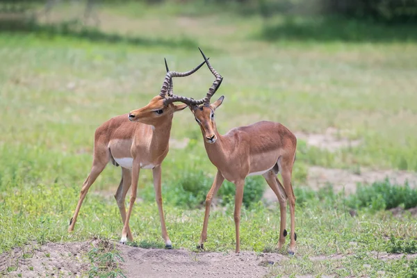 Iki erkek Impala için sürünün en iyi bölge ile mücadele — Stok fotoğraf