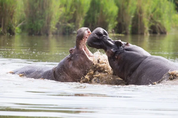 Due enormi ippopotami maschi combattono in acqua per il miglior territorio — Foto Stock