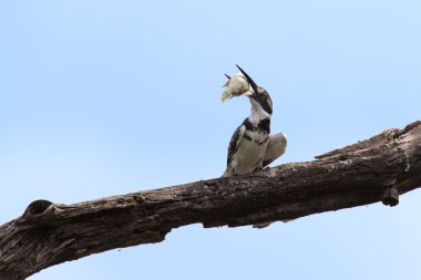 Alaca yalıçapkını balık dalda vurarak öldürüyor