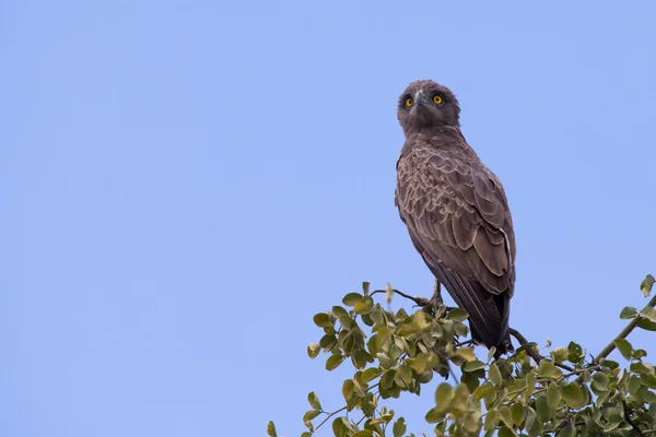 Brown snake eagle with angry yellow eyes waiting on perch — Stock Photo, Image