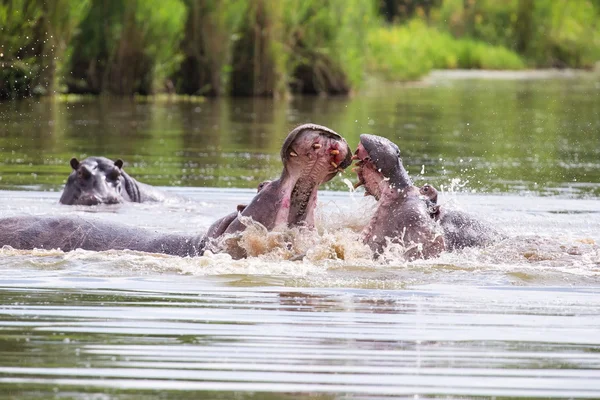 Dvě obrovské mužské hroši bojovat ve vodě za nejlepší území — Stock fotografie