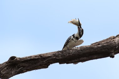 Alaca yalıçapkını balık dalda vurarak öldürüyor