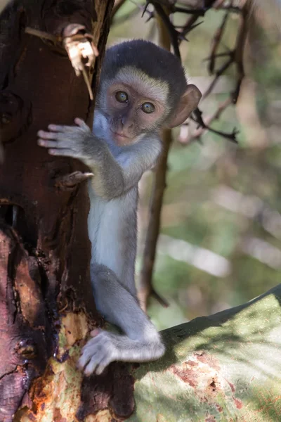 Sperietori Vervet maimuță copil ascuns în spatele trunchiului de copac — Fotografie, imagine de stoc