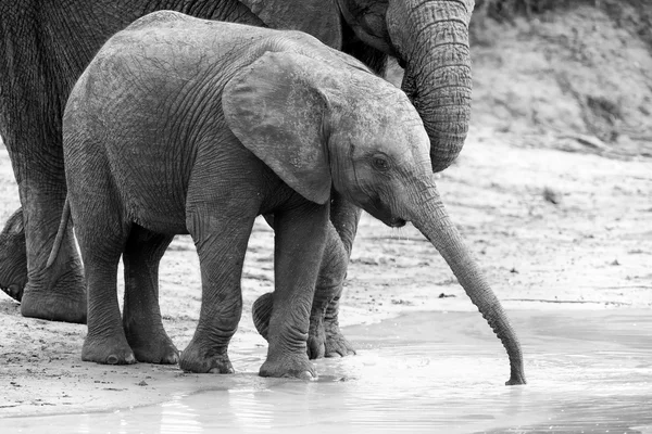 Elephant family drinking water to quench their thirst on very ho — Stock Photo, Image