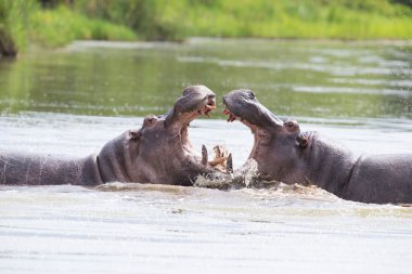 iki büyük erkek suaygırları su en iyi toprakları için mücadele