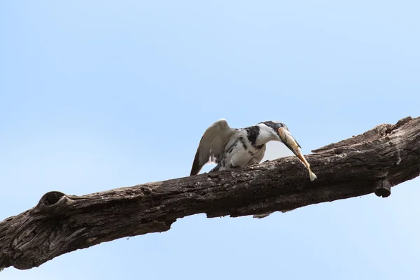 Pied kingfisher killing a fish by hitting it on branch — Stock Photo, Image