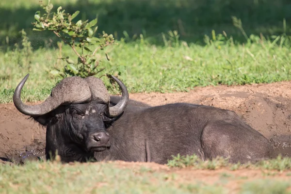 Cape buffalo sár játék a sárban, hogy lehűljön megvédeni a rovarok — Stock Fotó