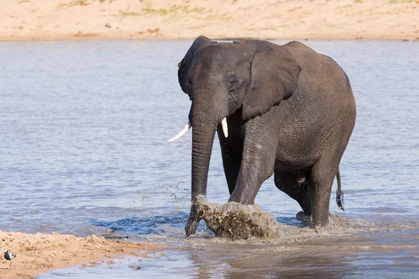 Elefante che cammina in acqua per bere un drink e rinfrescarsi su caldo d — Foto Stock