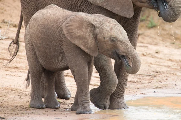 Elephant family drinking water to quench their thirst on very ho — Stock Photo, Image