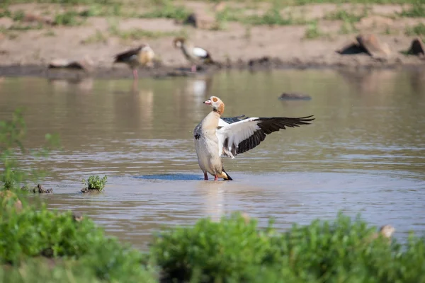 Egyptian goose standing in water flapping wings to dry — Stock Photo, Image