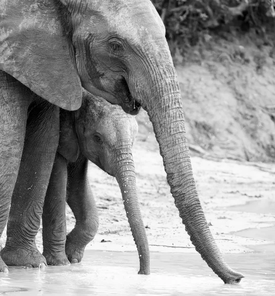 Семья слонов пьет воду, чтобы утолить жажду. — стоковое фото
