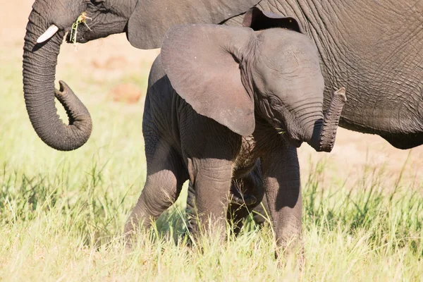 Pequeño elefante ternera jugar en la hierba verde larga y tener mucha f — Foto de Stock