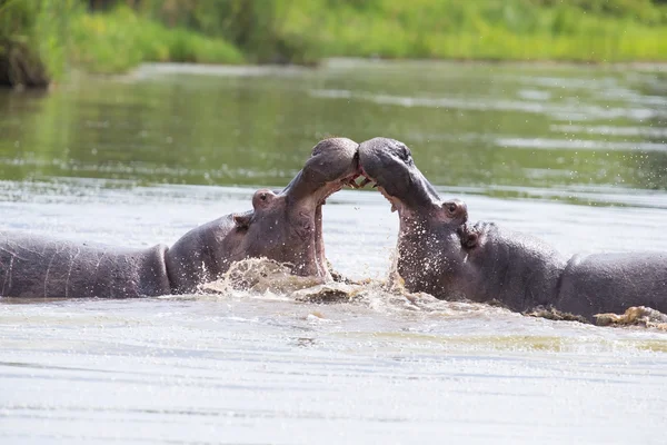 Dos enormes hipopótamos machos luchan en el agua por el mejor territorio —  Fotos de Stock