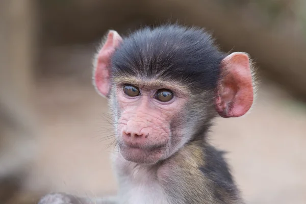 Baby baboon portrait looking very confused close-up — Stock Photo, Image