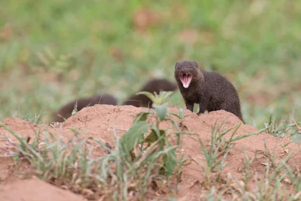 Dwarf mongoose forage for food in short grass showing teeth — Stock Photo, Image