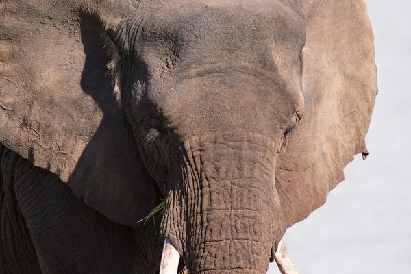 Nahaufnahme eines alten Elefantenkopfes, der mit künstlicher Bekehrung beschäftigt ist — Stockfoto