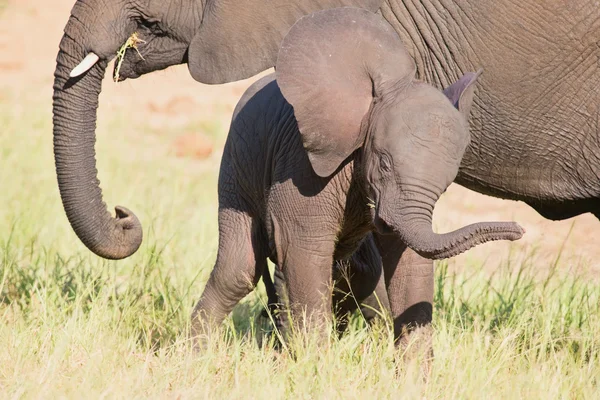 Μικρό ελέφαντα μοσχάρι παίξει στο long πράσινο γρασίδι και έχοντας πολλά f — Φωτογραφία Αρχείου