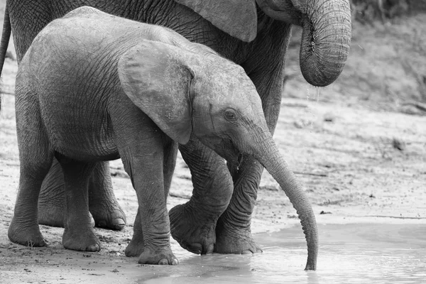 Elephant family drinking water to quench their thirst on very ho — Stock Photo, Image