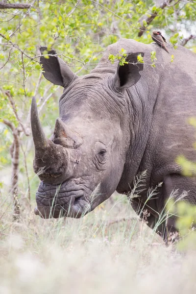 Portrait d'un vieux rhinocéros caché pour braconniers dans un buisson dense — Photo