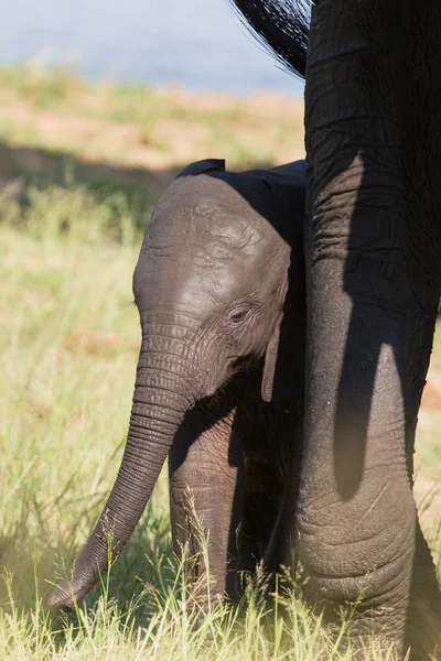 Pequeño elefante ternera jugar en la hierba verde larga y tener mucha f — Foto de Stock