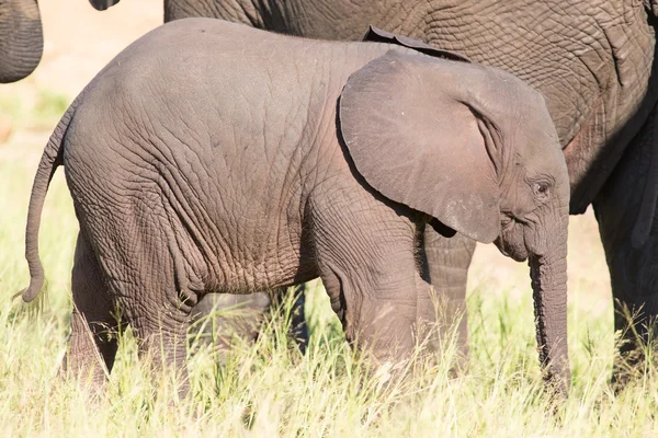 Petit éléphant veau jouer dans l'herbe verte longue et ayant beaucoup de f — Photo