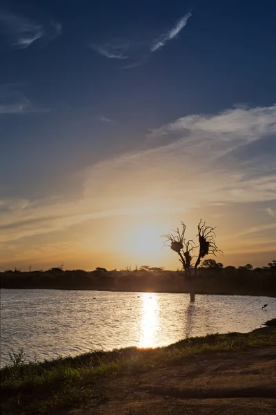 Zonsondergang met mooie kleuren en wolken voor tree in meer in de wil — Stockfoto