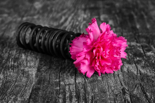 Single flower in metal spring on grunge wood surface artistic co — Stock Photo, Image