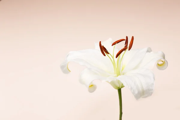 Witte Lelie close-up macro schot in studio op pastel achtergrond — Stockfoto