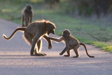 bir yol geç öğleden sonra geri gitmeden önce oynayan genç Babunlar