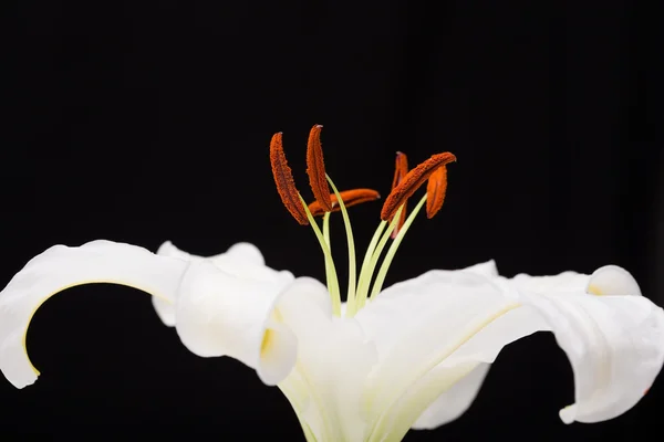 Bílá lilie close-up makro snímek ve studiu na černém pozadí — Stock fotografie