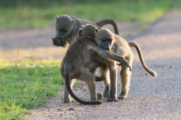 Young baboons playing in a road late afternoon before going back — Stock Photo, Image