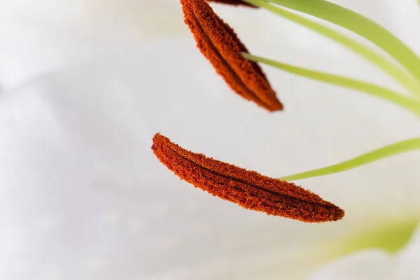 Witte Lelie close-up macro schot in studio op pastel achtergrond — Stockfoto